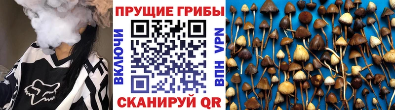 omg зеркало  Клинцы  Псилоцибиновые грибы MAGIC MUSHROOMS 